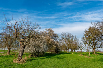 Weiß blühender Schlehdorn und kahle Apfelbäume auf einer Streuobstwiese im Frühling bei schönem Wetter und aufgelockerter Bewölkung - 758760796
