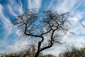 Die Silhouette eines knorrigen, laublosen Baumes vor dem Himmel mit zerzausten durch den Wind verformten Wolkenfetzen