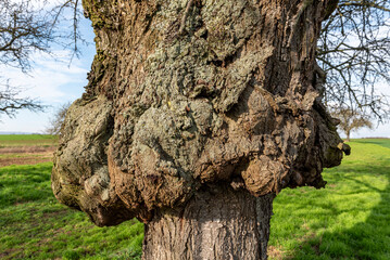 Massive Wucherungen und Geschwulste eines Baumkrebses am Baumstamm eines unbelaubten Laub- oder Obstbaums - 758761163