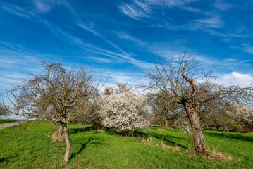 Weiß blühender Schlehdorn und kahle Apfelbäume auf einer Streuobstwiese im Frühling bei schönem Wetter und aufgelockerter Bewölkung