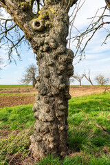 Wucherungen und Geschwulste am Stamm eines Apfelbaums auf einer Streuobstwiese im Frühling