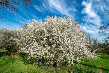 Weiß blühender Schlehdorn auf einer Streuobstwiese im Frühling bei schönem Wetter und aufgelockerter Bewölkung