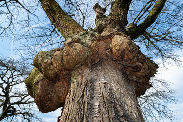Massive Wucherungen und Geschwulste eines Baumkrebses am Baumstamm eines unbelaubten Laub- oder Obstbaums in Unteransicht