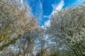 Weiße Blüten des Schlehdorns und der Sauerkirsche in Unteransicht bei leicht bewölktem Himmel...