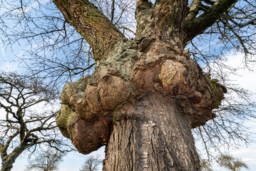 Massive Wucherungen und Geschwulste eines Baumkrebses am Baumstamm eines unbelaubten Laub- oder Obstbaums in Unteransicht - 758761591