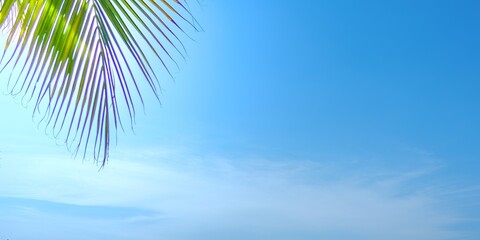 Fototapeta premium palm tree on sky