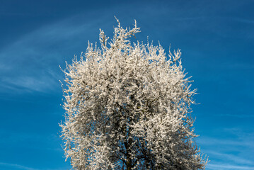 Ein einzelner weiß blühender Kirschbaum ragt mit seiner Baumkrone in den blauen, leicht bewölkten Himmel
