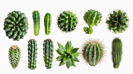 cactus collection isolated on white background. - 758761993