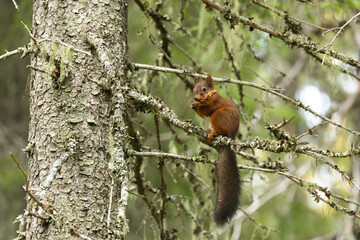 A cute Red squirrel eating a cone in an old-growth forest near Kuusamo, Northern Finland