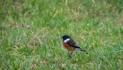 Male African stonechat displaying post-breeding fresh plumage forages in green grass on the Highveld in South Africa