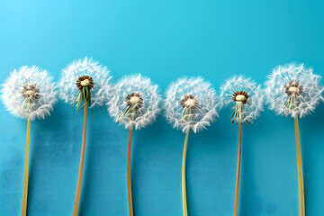 Dandelions in a Row on Blue Background