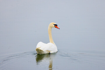 the beautiful male swan on a lake.