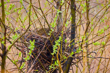 a bird's nest in a tree during spring