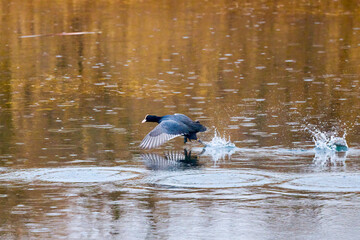 (Fulica attract) on a lake ready to fly.