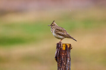 (Galerida cristata) sits on a stick