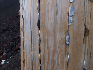 木に挟まるコイン