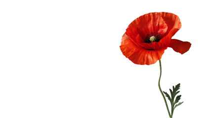 Poppy on Transparent Background PNG