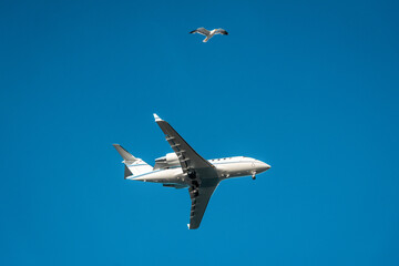 Airplane and bird in blue sky, bottom view of passenger plane and seagull
