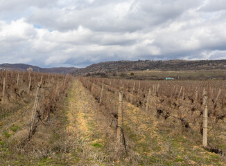 Picture of vines in a vineyard. Whole background.