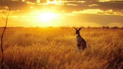 Foto op Plexiglas A kangaroo stands gracefully in a field as the sun sets in the background, casting a warm glow over the landscape. The kangaroo appears relaxed, gazing out into the horizon as nature transitions from  © vadosloginov