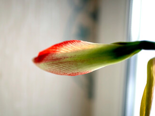 amaryllis buds bloom in spring on the windowsill - 758769714
