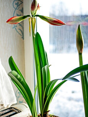 amaryllis buds bloom in spring on the windowsill - 758769944