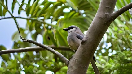 spotted woodpecker on tree