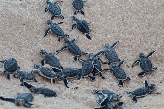 Group of green turtle hatchlings on the beach. Many baby turtles going out of the nest, walking on the sand to the ocean. Magical wildlife moment. Ningaloo national park in Exmouth, Western Australia.