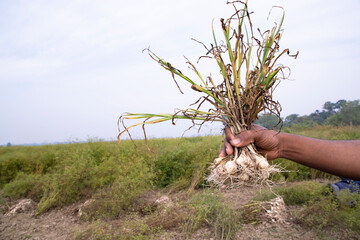 Fototapeta na wymiar Farmer Hand holding a bunch of fresh garlic, harvesting season in the field