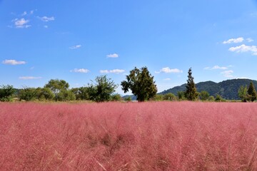 가을 야외 정원 풍경 - 핑크색 핑크뮬리가 만개한 모습
