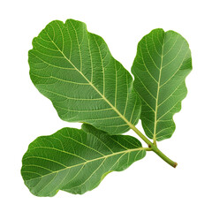 fig leaf isolated on white сreated with Generative Ai