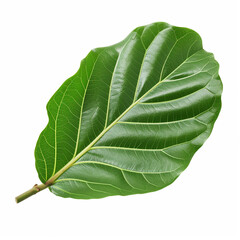 Obraz premium fig leaf isolated on white сreated with Generative Ai