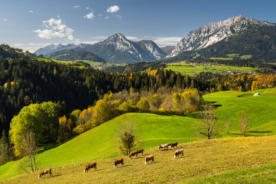 Kuhweide, Stoderzinken und Kammspitz, Gr&ouml;bming, Ennstal, Steiermark, &Ouml;sterreich