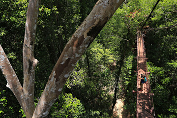 The tree canopy bridge is a highlight of the nature walk. Southern International Botanical Garden (Thung Khai), Trang Province, Thailand 