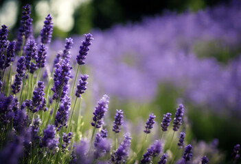 Many purple lavender flowers decorated round shaped podium Lavender (Lavandula) reduces pain inflammation poduim lavandula lavandula plant flower purple fragrance scent essential oil herbal herb