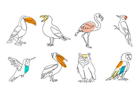 set of different birds colored, black line drawing, toucan, seagull, owl, owl, parrot, woodpecker on white background