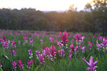 Dok krachiao blooming or Siam-Tulip festival in Thung Bua Sawan (Sai Thong National Park) Chaiyaphum, Thailand 