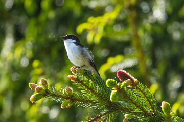 Male European pied flycatcher standing on a Spruce branch and singing during breeding season in a...