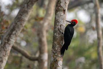 White-bellied Woodpecker - Dryocopus javensis, beautiful colored woodpecker from South Asian forests, jungles and woodlands, Nagarahole Tiger Reserve, India. - 758782567