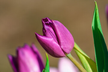 Sunbeam Serenade: Tulips Dancing in Radiant Rays, Tulpes, Tulipa
