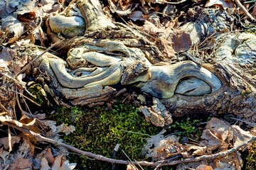 Lovely abstract drawing of a tree root. Unusual root shape. Various fallen leaves. Shot from above.