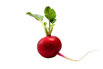 Radish Isolated On Transparent Background