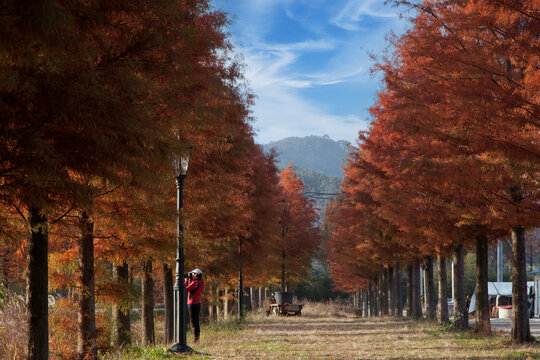 View of the metasequoia trees with a woman taking a photo in autumn