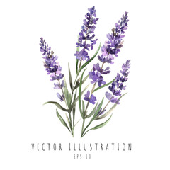 Lavender watercolor style isolated on white background. Vector illustration