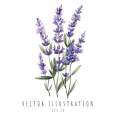 Lavender watercolor for wedding invitation element isolated on white background. Vector illustration