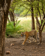wild female bengal tiger or panthera tigris on move in her territory walk during winter season safari in natural scenic green background ranthambore national park forest reserve rajasthan india - 758784729