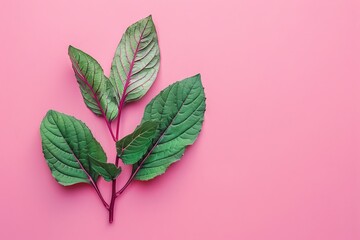 Two Green Leaves on a Pink Background