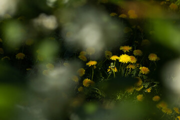 Flowering Common dandelions lit by bright sunlight on a late spring day in rural Estonia, Northern Europe © adamikarl