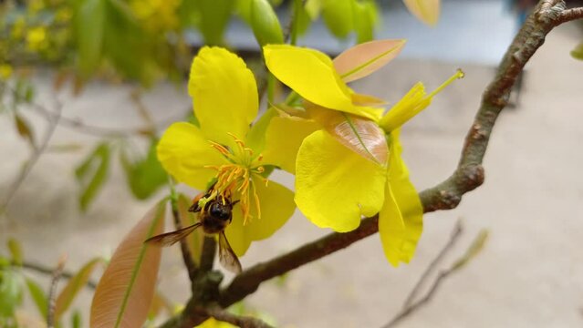 Close up of little bee sucking nectar from yellow apricot pistils or ochna integerrima pistils in the garden at Mekong Delta Vietnam.