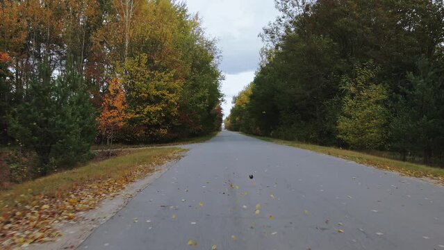 Fall foliage flies out from under wheels. View through rear windscreen windshield, back glass screen. Countryside roadway along autumn trees. Black estate station wagon car is passing in opposite lane